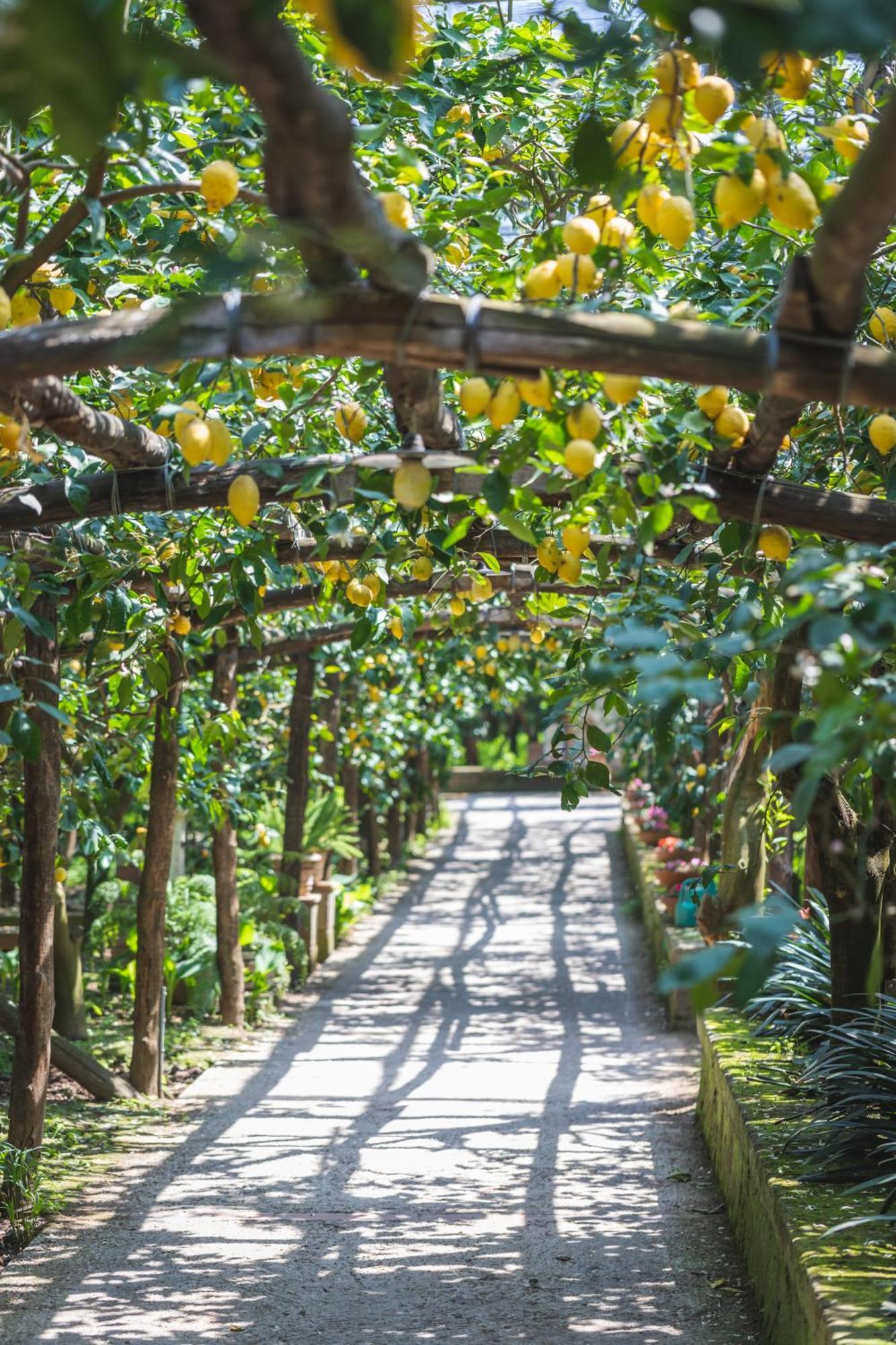 Agriturismo Il Giardino Di Vigliano Massa Lubrense Dış mekan fotoğraf